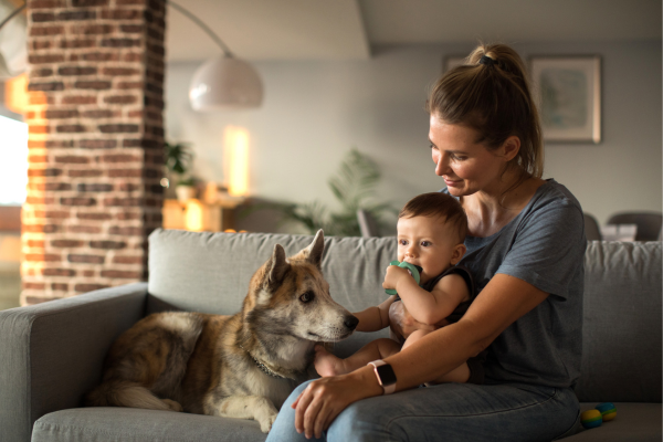 Como Preparar seu Cão para a Chegada de um Novo Membro na Família